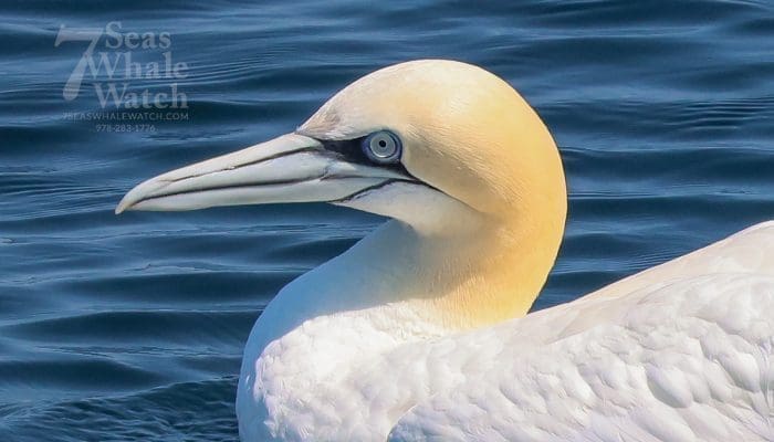 Northern Gannet