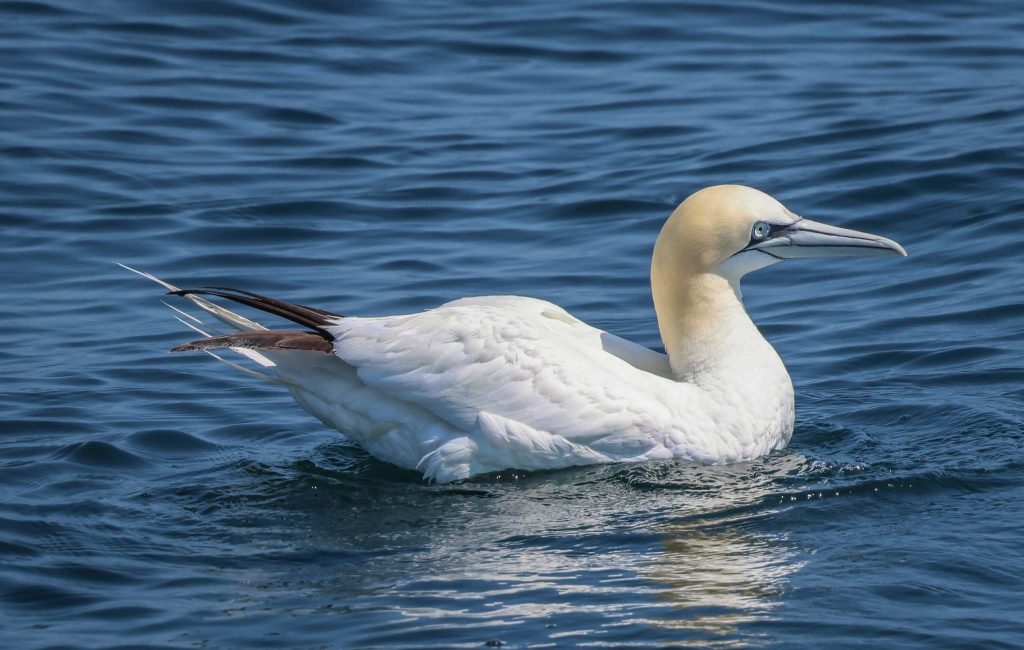 Northern Gannet