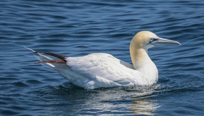 Northern Gannet