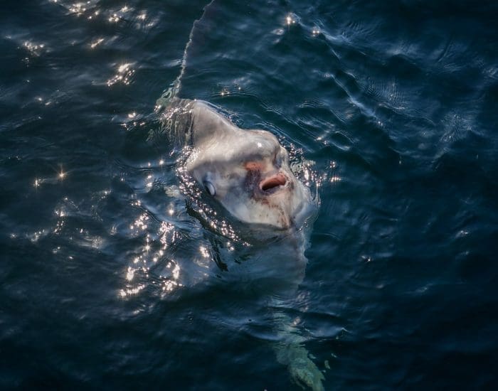 Stellwagen Bank National Marine Sanctuary
