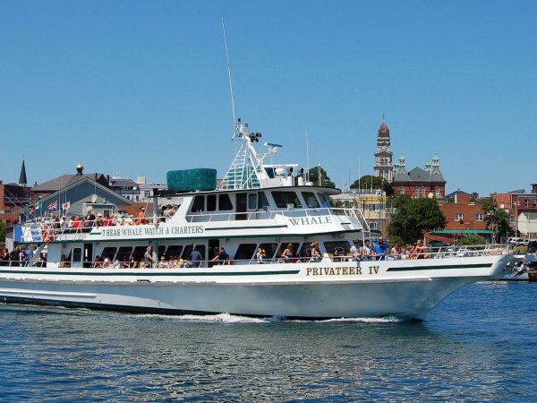 Why Whale Watch from Gloucester