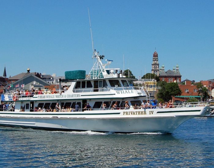 Why Whale Watch from Gloucester