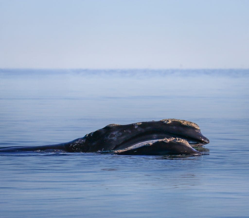 Northern Atlantic Right Whale
