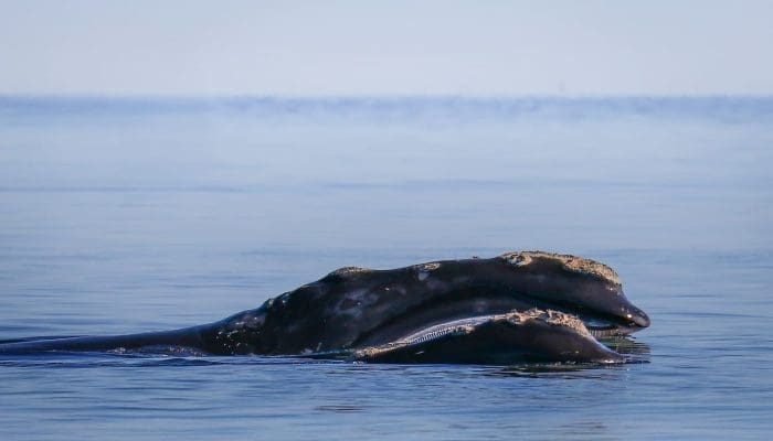 Northern Atlantic Right Whale
