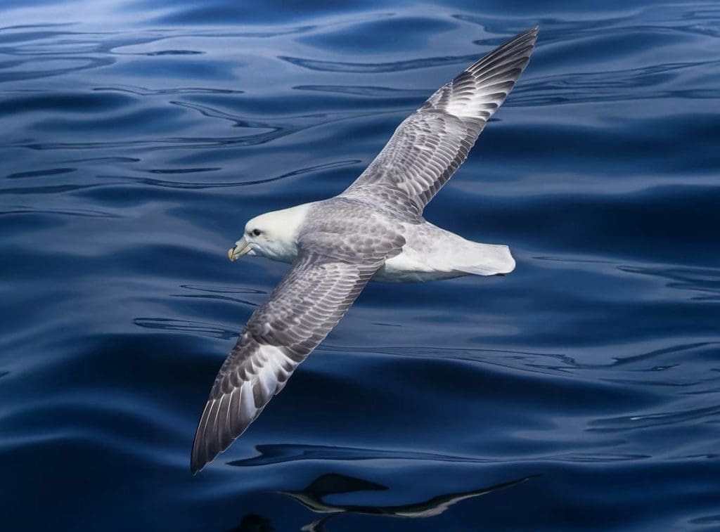 Stellwagen Bank National Marine Sanctuary