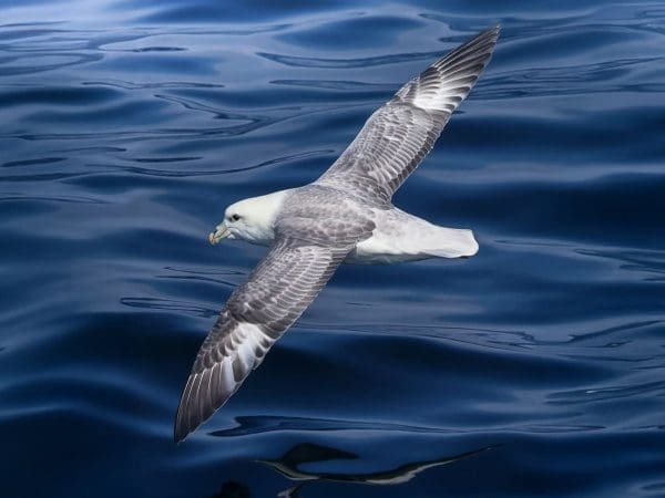 Stellwagen Bank National Marine Sanctuary