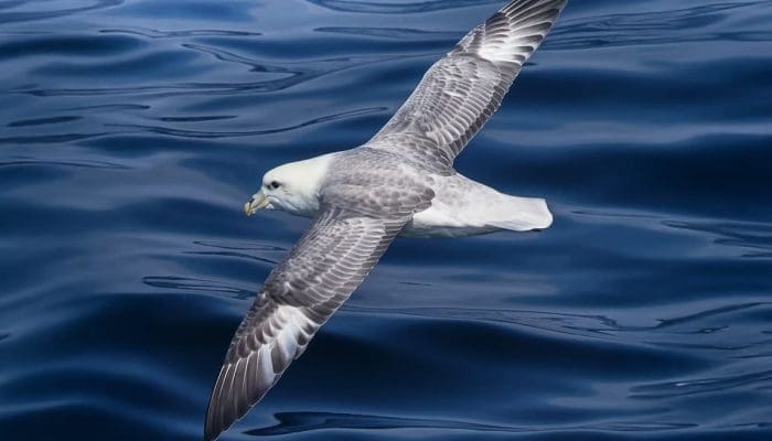 Stellwagen Bank National Marine Sanctuary