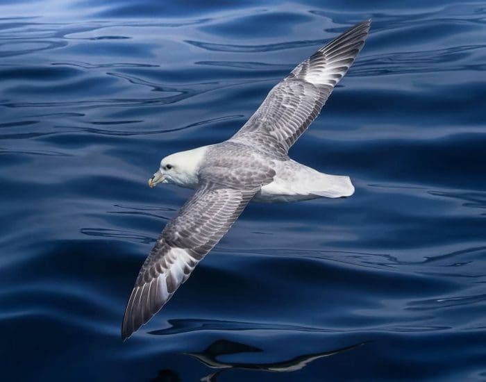 Stellwagen Bank National Marine Sanctuary