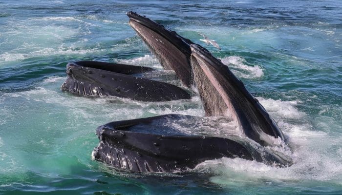 Why Whale Watch from Gloucester