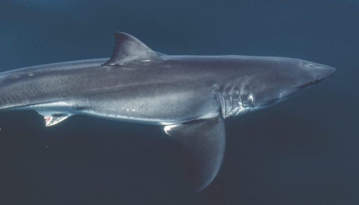 Great White Shark