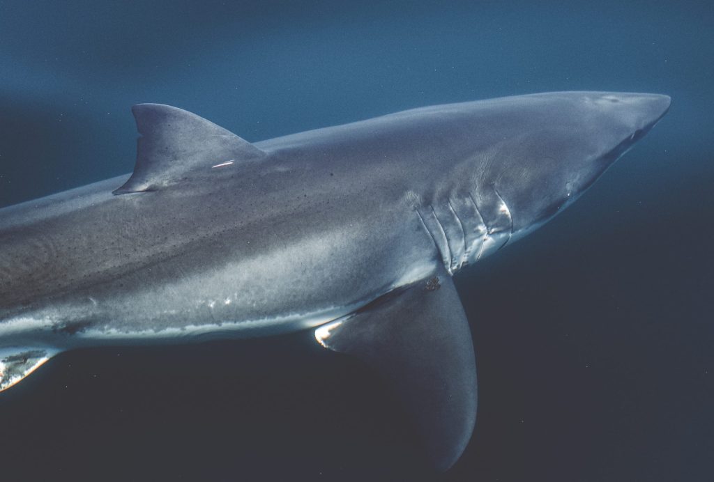 Great White Shark