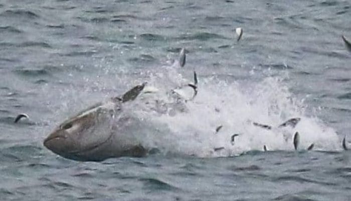 Atlantic Bluefin Tuna