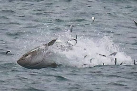 Atlantic Bluefin Tuna
