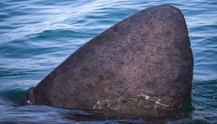 Basking Shark