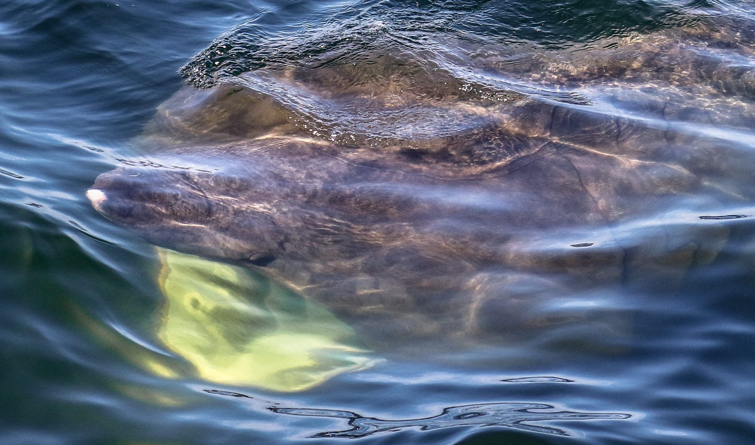 Bask In Basking Shark | 7 Seas Whale Watch