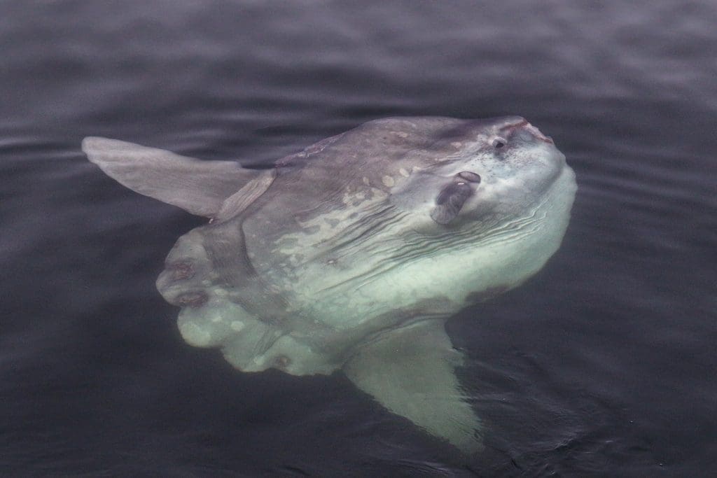 Ocean Sunfish