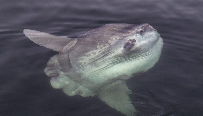 Ocean Sunfish