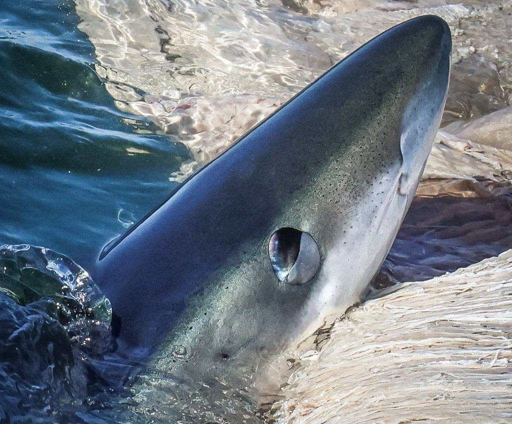 Shortfin Mako Shark