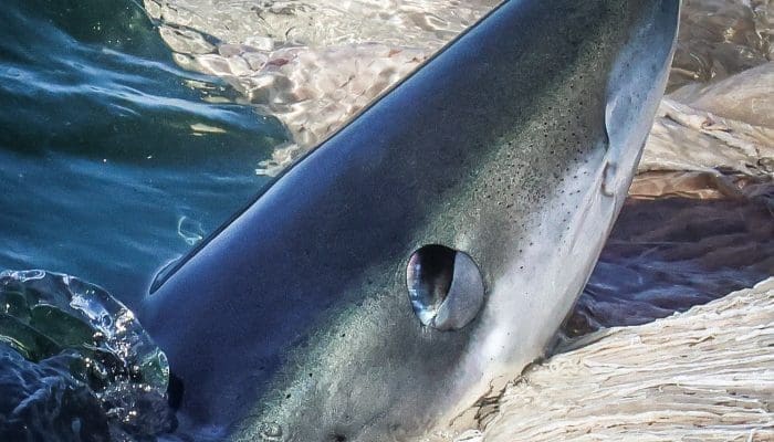 Shortfin Mako Shark
