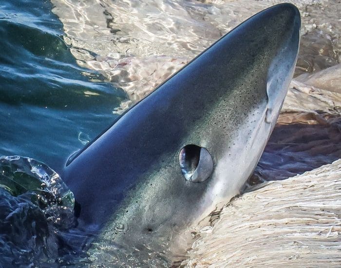 Shortfin Mako Shark