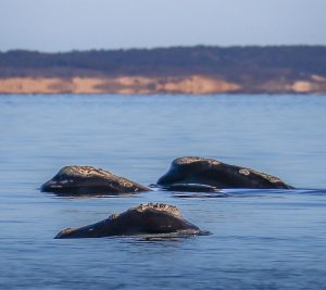 The Right Whales to Love: A Good Winter for Right Whales