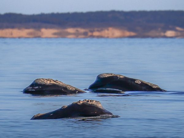 The Right Whales to Love: A Good Winter for Right Whales