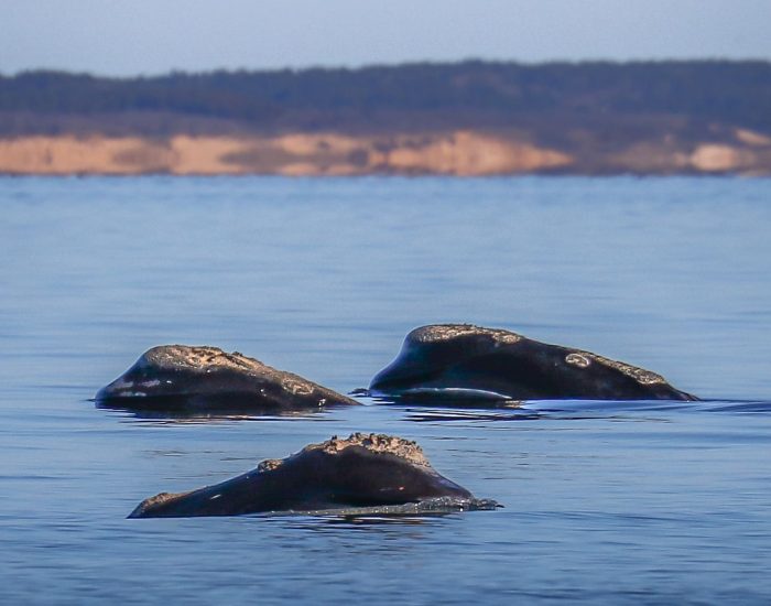 The Right Whales to Love: A Good Winter for Right Whales