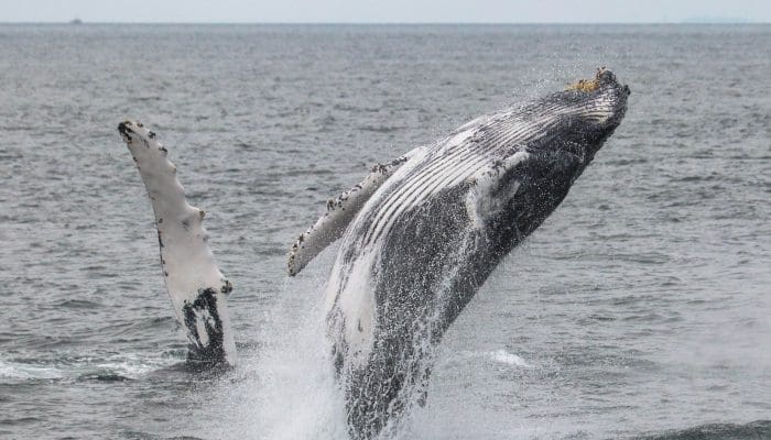 Humpback Whale