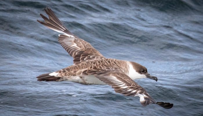 Shearwaters & Petrels