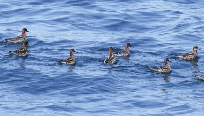 Phalaropes