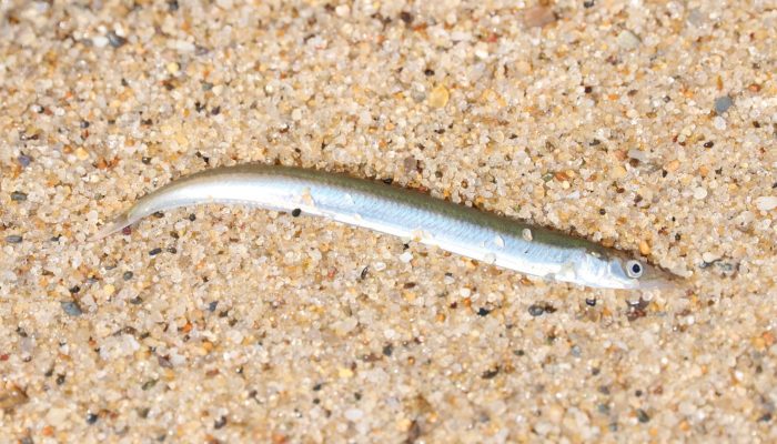 American Sand Lance