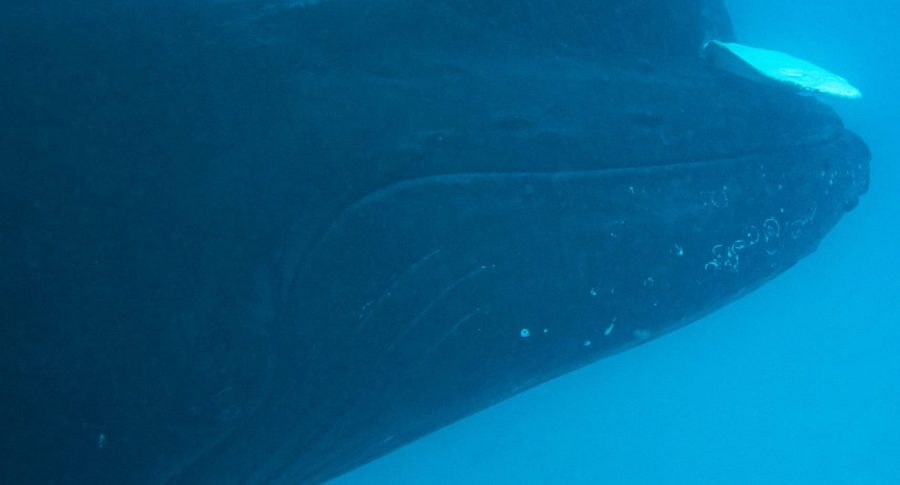 What’s Blitzen Up To?