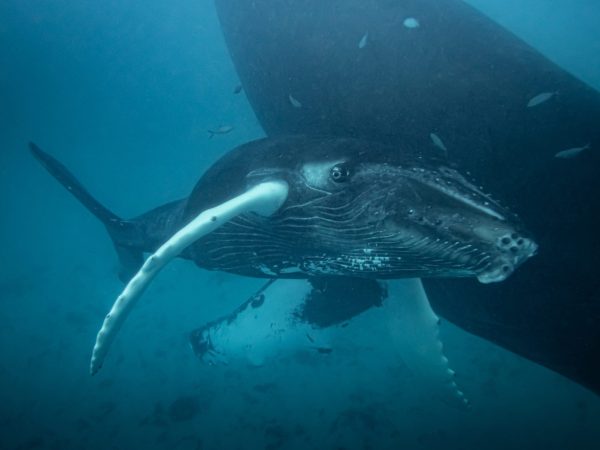 What’s Blitzen Up To?