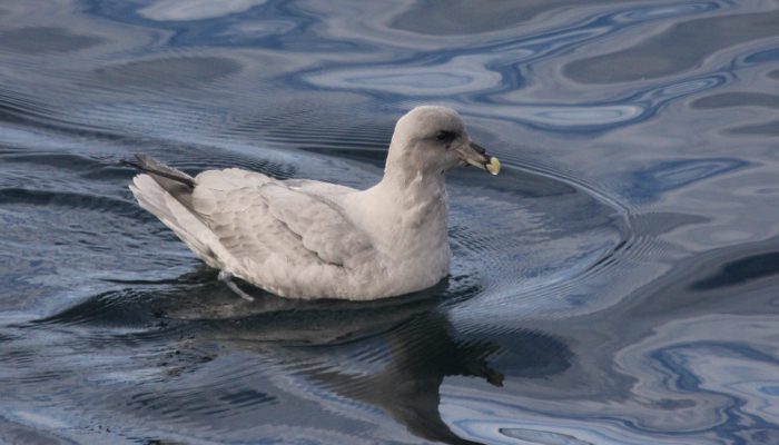 Northern Fulmar