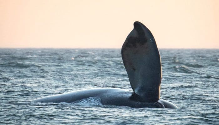North Atlantic Right Whale