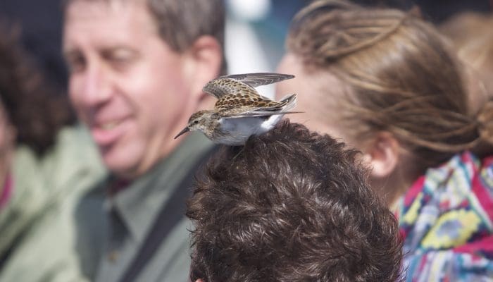 Wayward Land Migrants