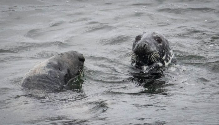 Gray Seal