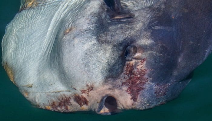 Ocean Sunfish