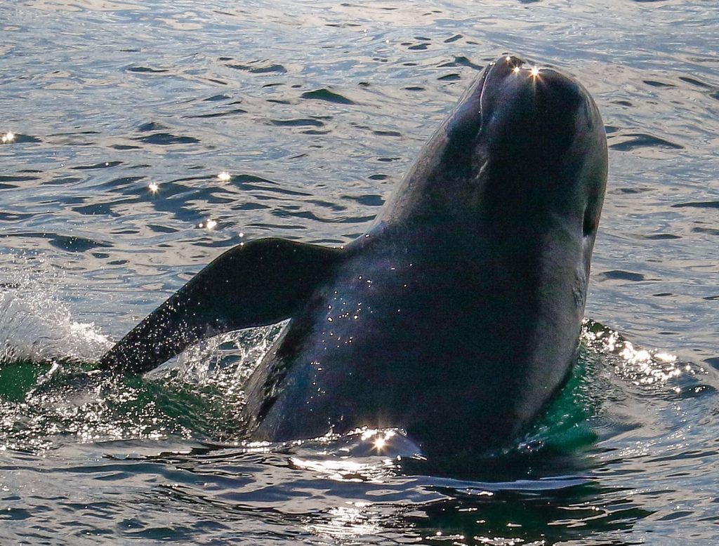 Pilot Whale