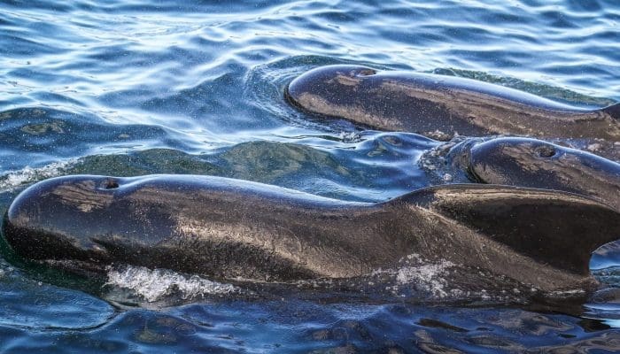 Pilot Whale