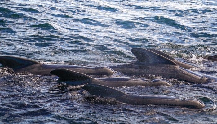 Pilot Whale