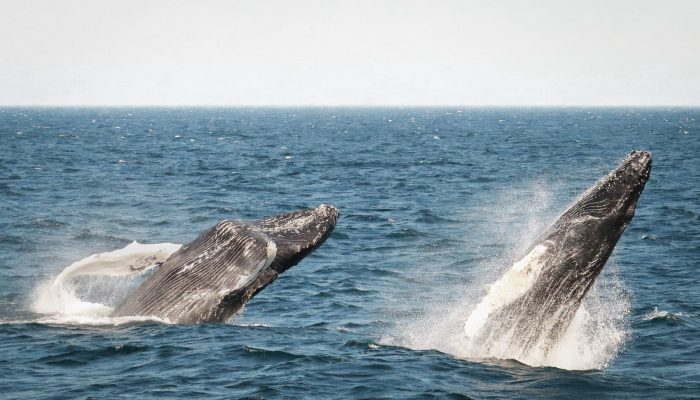 Humpback Whale