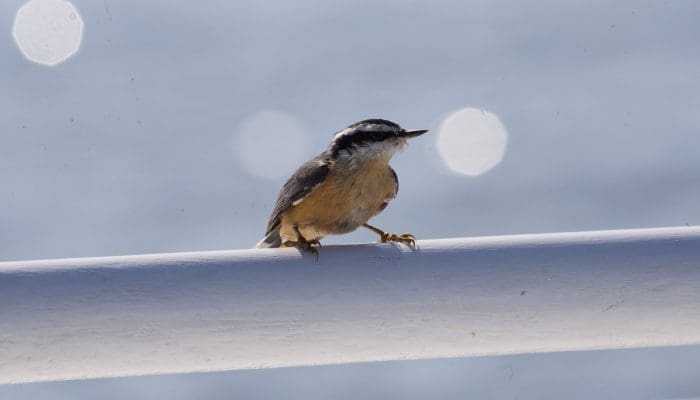 Wayward Land Migrants