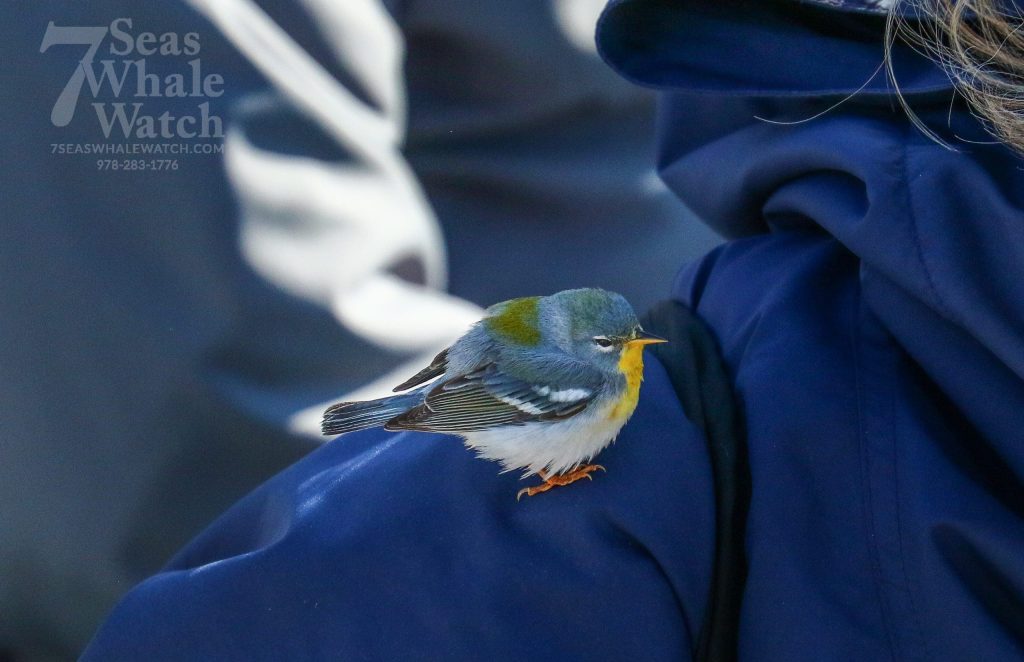 Wayward Land Migrants