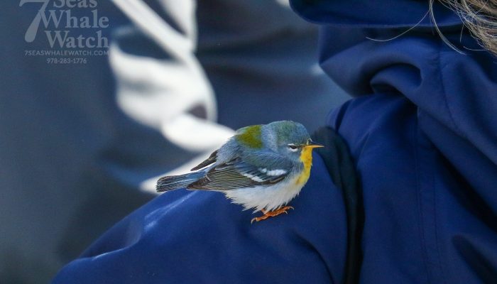 Wayward Land Migrants