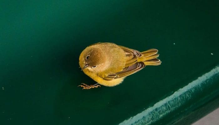 Wayward Land Migrants