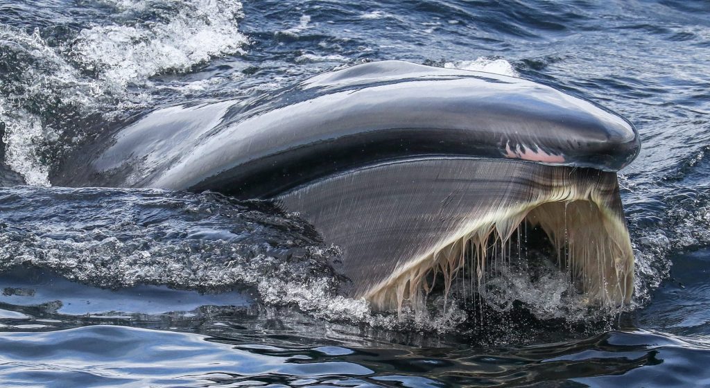 Sei Whale