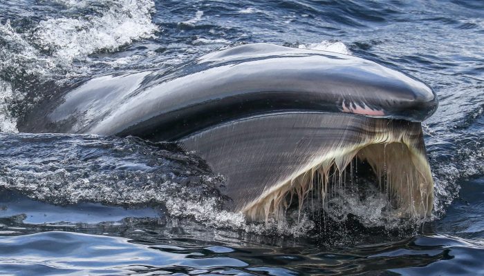 Sei Whale