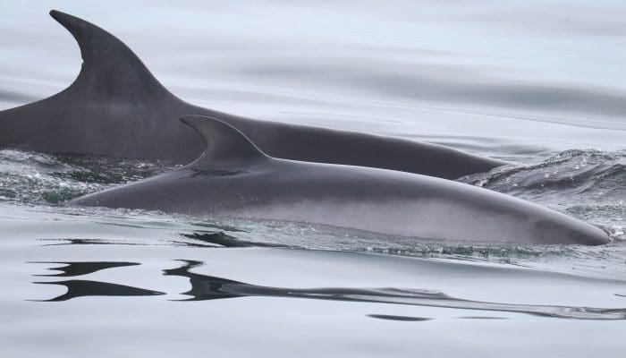 Sei Whale