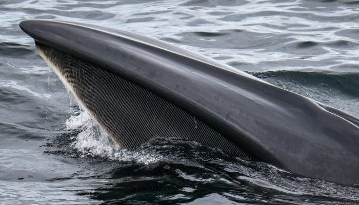 Sei Whale